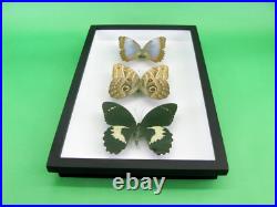 3 beaux papillons magnifiques Coffret 3D Showcase Taxidermie Entomologie 14