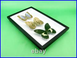 3 beaux papillons magnifiques Coffret 3D Showcase Taxidermie Entomologie 14