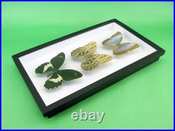 3 beaux papillons magnifiques Coffret 3D Showcase Taxidermie Entomologie 14