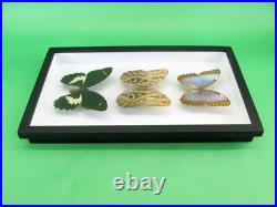 3 beaux papillons magnifiques Coffret 3D Showcase Taxidermie Entomologie 14