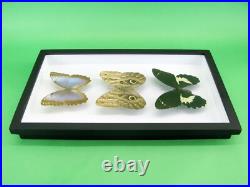 3 beaux papillons magnifiques Coffret 3D Showcase Taxidermie Entomologie 14
