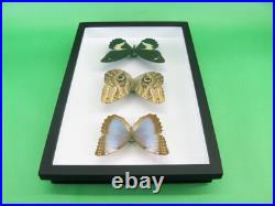 3 beaux papillons magnifiques Coffret 3D Showcase Taxidermie Entomologie 14