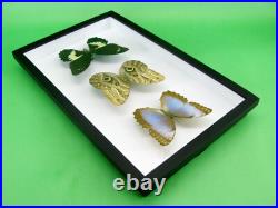 3 beaux papillons magnifiques Coffret 3D Showcase Taxidermie Entomologie 14