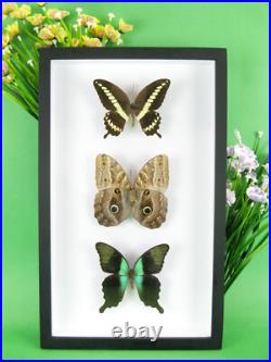 3 beaux papillons magnifiques Coffret 3D Showcase Taxidermie Entomologie 16