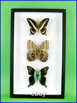 3 beaux papillons magnifiques Coffret 3D Showcase Taxidermie Entomologie 16 3 beaux papillons magnifiques Coffret 3D Showcase Taxidermie Entomologie 16