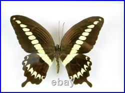 3 beaux papillons magnifiques Coffret 3D Showcase Taxidermie Entomologie 16
