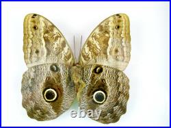 3 beaux papillons magnifiques Coffret 3D Showcase Taxidermie Entomologie 16
