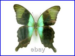 3 beaux papillons magnifiques Coffret 3D Showcase Taxidermie Entomologie 16