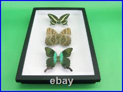 3 beaux papillons magnifiques Coffret 3D Showcase Taxidermie Entomologie 16