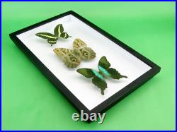 3 beaux papillons magnifiques Coffret 3D Showcase Taxidermie Entomologie 16