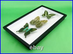 3 beaux papillons magnifiques Coffret 3D Showcase Taxidermie Entomologie 16