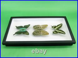 3 beaux papillons magnifiques Coffret 3D Showcase Taxidermie Entomologie 16