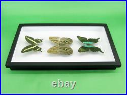 3 beaux papillons magnifiques Coffret 3D Showcase Taxidermie Entomologie 16
