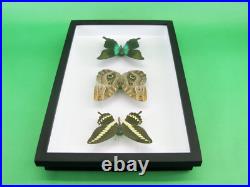 3 beaux papillons magnifiques Coffret 3D Showcase Taxidermie Entomologie 16
