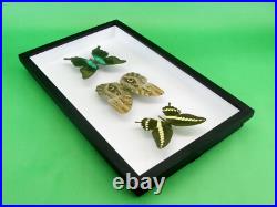 3 beaux papillons magnifiques Coffret 3D Showcase Taxidermie Entomologie 16