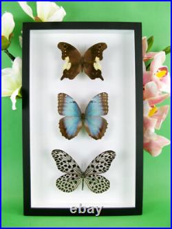 3 beaux papillons magnifiques Coffret 3D Showcase Taxidermie Entomologie 17