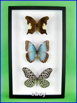 3 beaux papillons magnifiques Coffret 3D Showcase Taxidermie Entomologie 17