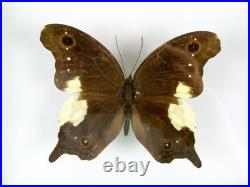 3 beaux papillons magnifiques Coffret 3D Showcase Taxidermie Entomologie 17