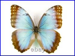 3 beaux papillons magnifiques Coffret 3D Showcase Taxidermie Entomologie 17
