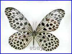 3 beaux papillons magnifiques Coffret 3D Showcase Taxidermie Entomologie 17