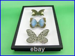 3 beaux papillons magnifiques Coffret 3D Showcase Taxidermie Entomologie 17