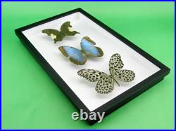 3 beaux papillons magnifiques Coffret 3D Showcase Taxidermie Entomologie 17