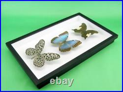 3 beaux papillons magnifiques Coffret 3D Showcase Taxidermie Entomologie 17