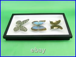 3 beaux papillons magnifiques Coffret 3D Showcase Taxidermie Entomologie 17
