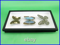 3 beaux papillons magnifiques Coffret 3D Showcase Taxidermie Entomologie 17