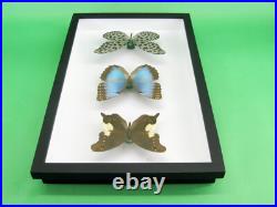 3 beaux papillons magnifiques Coffret 3D Showcase Taxidermie Entomologie 17