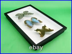 3 beaux papillons magnifiques Coffret 3D Showcase Taxidermie Entomologie 17