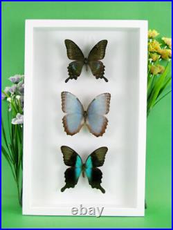 3 beaux papillons magnifiques Coffret 3D Showcase Taxidermie Entomologie 28