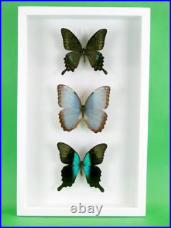 3 beaux papillons magnifiques Coffret 3D Showcase Taxidermie Entomologie 28