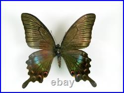 3 beaux papillons magnifiques Coffret 3D Showcase Taxidermie Entomologie 28