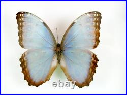 3 beaux papillons magnifiques Coffret 3D Showcase Taxidermie Entomologie 28