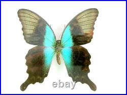 3 beaux papillons magnifiques Coffret 3D Showcase Taxidermie Entomologie 28