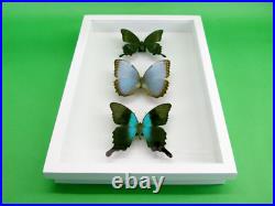 3 beaux papillons magnifiques Coffret 3D Showcase Taxidermie Entomologie 28