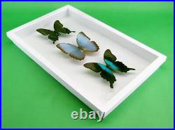 3 beaux papillons magnifiques Coffret 3D Showcase Taxidermie Entomologie 28 3 beaux papillons magnifiques Coffret 3D Showcase Taxidermie Entomologie 28