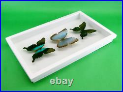 3 beaux papillons magnifiques Coffret 3D Showcase Taxidermie Entomologie 28