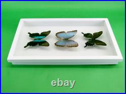 3 beaux papillons magnifiques Coffret 3D Showcase Taxidermie Entomologie 28