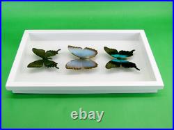 3 beaux papillons magnifiques Coffret 3D Showcase Taxidermie Entomologie 28 3 beaux papillons magnifiques Coffret 3D Showcase Taxidermie Entomologie 28