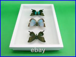 3 beaux papillons magnifiques Coffret 3D Showcase Taxidermie Entomologie 28 3 beaux papillons magnifiques Coffret 3D Showcase Taxidermie Entomologie 28