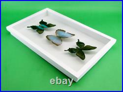 3 beaux papillons magnifiques Coffret 3D Showcase Taxidermie Entomologie 28