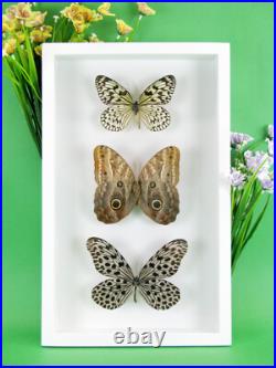 3 beaux papillons magnifiques Coffret 3D Showcase Taxidermie Entomologie 29
