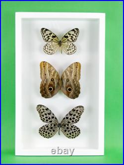 3 beaux papillons magnifiques Coffret 3D Showcase Taxidermie Entomologie 29