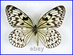 3 beaux papillons magnifiques Coffret 3D Showcase Taxidermie Entomologie 29
