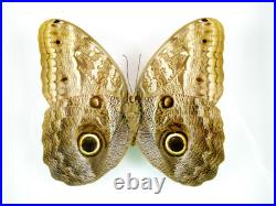 3 beaux papillons magnifiques Coffret 3D Showcase Taxidermie Entomologie 29