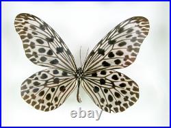 3 beaux papillons magnifiques Coffret 3D Showcase Taxidermie Entomologie 29