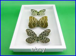 3 beaux papillons magnifiques Coffret 3D Showcase Taxidermie Entomologie 29
