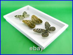 3 beaux papillons magnifiques Coffret 3D Showcase Taxidermie Entomologie 29